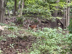 Odocoileus virginianus borealis