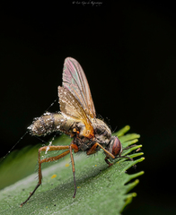 Entomophthora muscae