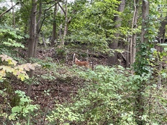 Odocoileus virginianus borealis