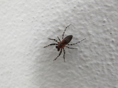 Alpaida gallardoi