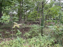 Odocoileus virginianus borealis