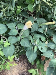 Datura innoxia