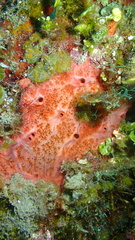 Spirastrella coccinea