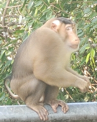 Macaca nemestrina