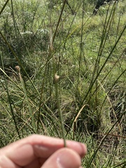 Schoenoplectus pungens