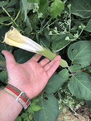 Datura innoxia