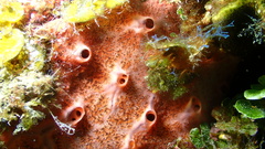 Spirastrella coccinea