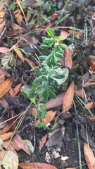 Genista monspessulana
