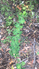 Genista monspessulana