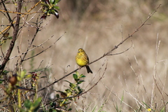 Emberiza citrinella caliginosa