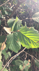 Corylus cornuta