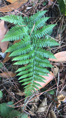 Dryopteris arguta