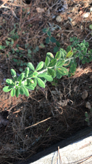 Genista monspessulana