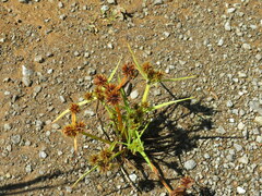 Cyperus squarrosus