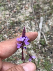 Verbena orcuttiana