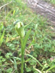 Pterostylis alpina