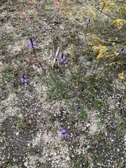 Verbena orcuttiana