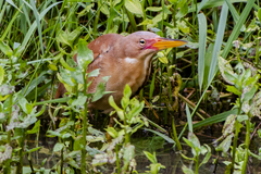 Ixobrychus cinnamomeus