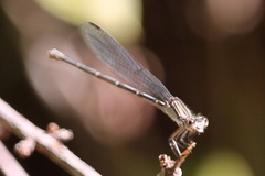 Argia translata
