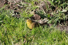 Emberiza citrinella caliginosa