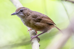 Malacocincla abbotti