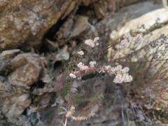Galium angustifolium