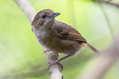 Malacocincla abbotti