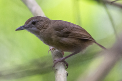 Malacocincla abbotti