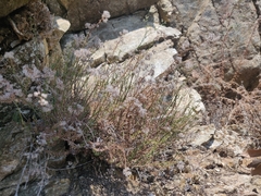 Galium angustifolium