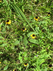 Rudbeckia tenax