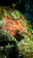 Spirastrella coccinea