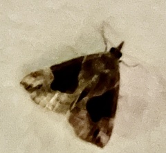 Hypena manalis