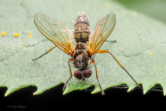 Entomophthora muscae