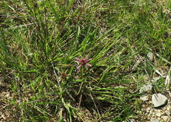 Echinacea tennesseensis
