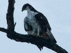 Aquila spilogaster