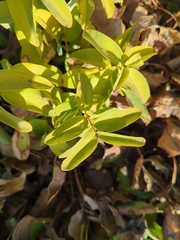 Hypericum calycinum