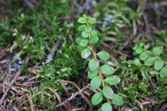 Gaultheria hispidula