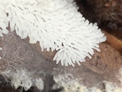 Ceratiomyxa