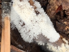 Ceratiomyxa