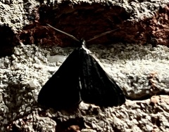 Tetanolita mynesalis