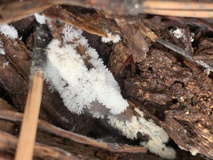Ceratiomyxa