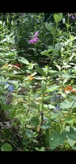 Nerodia fasciata