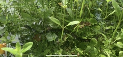 Nerodia fasciata