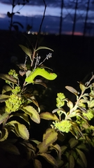 Paonias excaecata