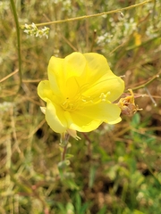 Oenothera