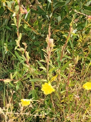 Oenothera