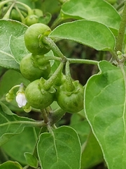 Solanum americanum