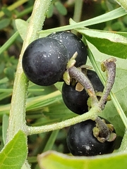 Solanum americanum