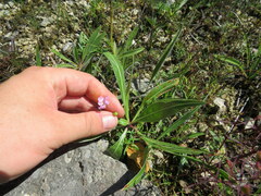 Oenothera macrocarpa