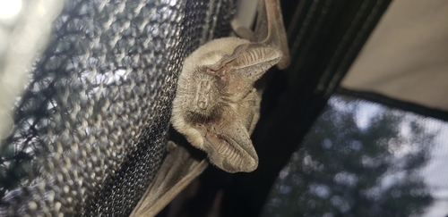 Mexican Free-tailed Bat photographed in Utah